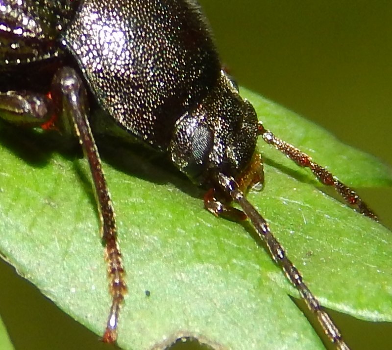 Tenebrionidae: Stenomax aeneus, femmina